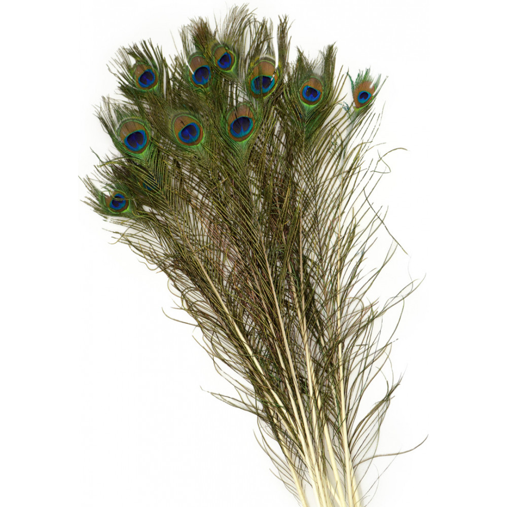 30" Peacock Eye Feathers (12) [7159] - MardiGrasOutlet.com