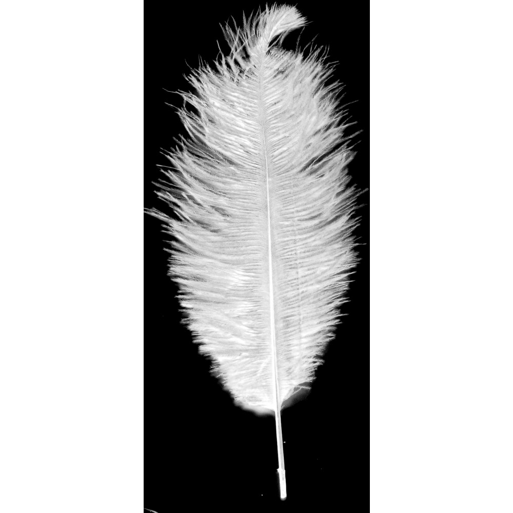 14-16 Ostrich Feathers: White (6) [] 