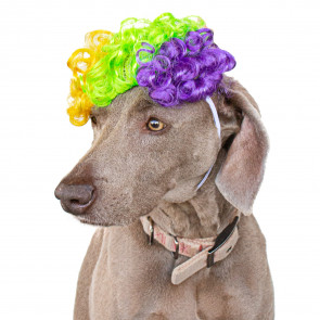 Mardi Gras Clown Dog Wig