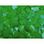 Floral Sheeting Petal Paper: Green (10 Yards)