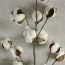 Cotton Boll Floral Spray: 32"