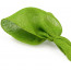 9" Burlap Ribbon: Apple Green (10 Yards)