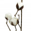 Cotton Boll Floral Spray: 36"